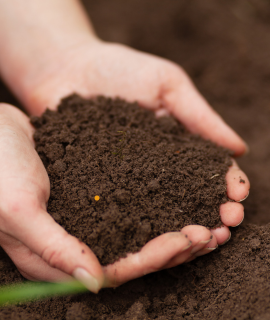 Organic Fertilizer